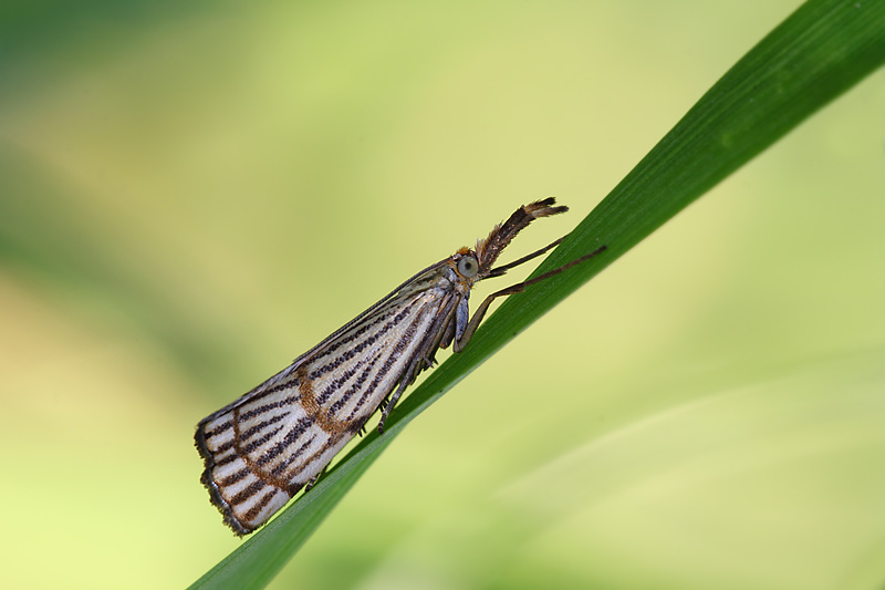 Crambidae Crambinae: Chrysocrambus linetella